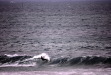 Vignette bs060107_0074.JPG 