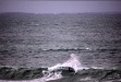 Vignette bs060107_0090.JPG 