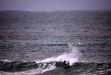 Vignette bs060107_0091.JPG 